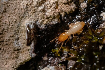 How Long Does Termite Treatment Last