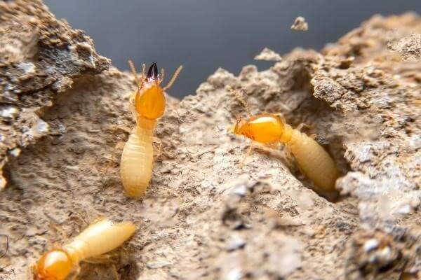 How Long Does Termite Treatment Last